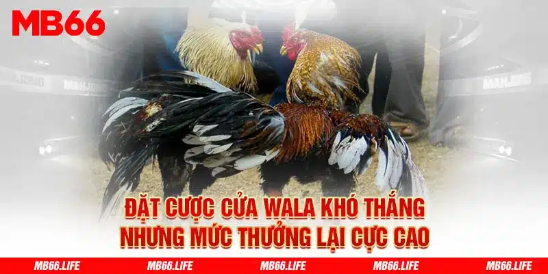 Đặt cược cửa Wala khó thắng, tuy nhiên mức thưởng lại cao