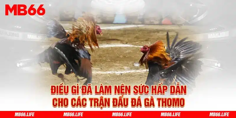 Điều gì đã làm nên sức hấp dẫn cho các trận đấu đá gà Thomo